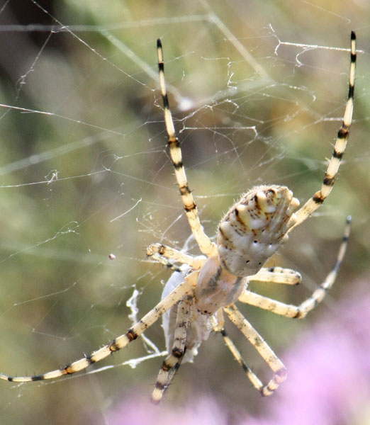 Argiope lobata